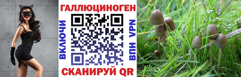 Галлюциногенные грибы Cubensis  Ленинградская 